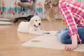 Carpet Cleaning Services West Amberley